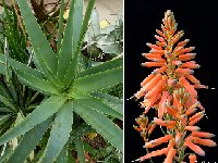 Aloe bulbillifera v. paulianae ©JLcoll.4534.jpg